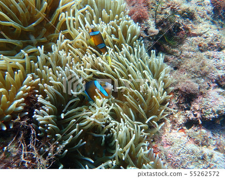 在南伊豆弘前海灘的浮潛上遇見Anemonefish 55262572