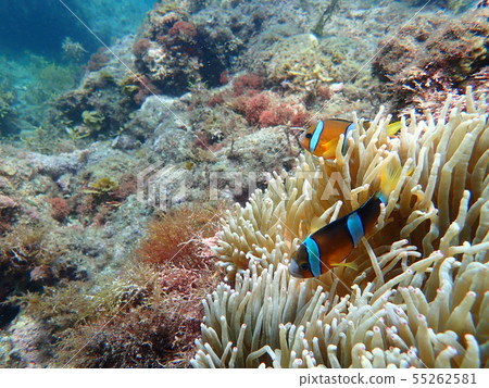 Meet Anemonefish at Snorkeling at South Izu Hiriohama Beach 55262581