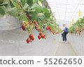 Strawberry picking 55262650