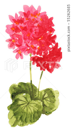 天竺葵 花朵 花 55262685