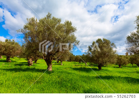Olive trees and cloudy sky 55262703