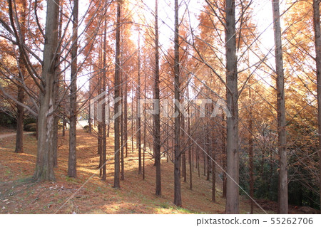 古老森林的秋天風景 古老森林的秋天風景 55262706