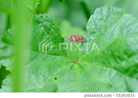 Bee whale bug 55263035