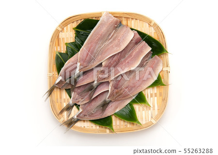 竹莢魚的開幕 55263288