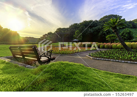 Autumn foliage kochia image 55263497