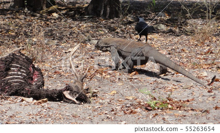 Weak and strong eating Komodo Dragon 55263654