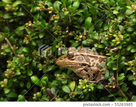 Tonoma Frog on a branch of a plant 55263985