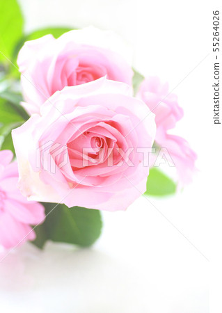 Rose and Gerbera Rose and Gerbera 55264026