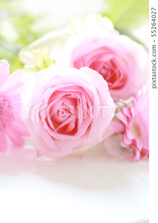 Rose and Gerbera Rose and Gerbera 55264027