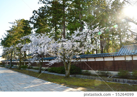 春天的大榮寺(新潟縣) 春天的大榮寺(新潟縣) 55264099