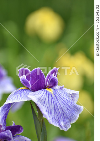 哈娜莎華 哈娜莎華 55264202