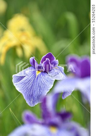 Hana shawab 55264203