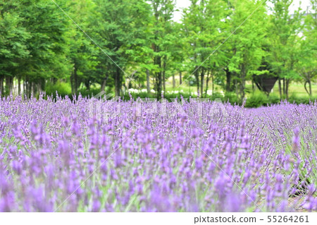 lavender 55264261