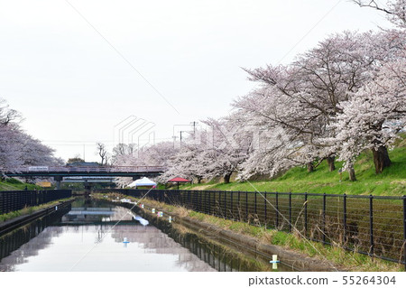 沿Nonoki長廊(新潟縣)的櫻花 沿Nonoki長廊(新潟縣)的櫻花 55264304