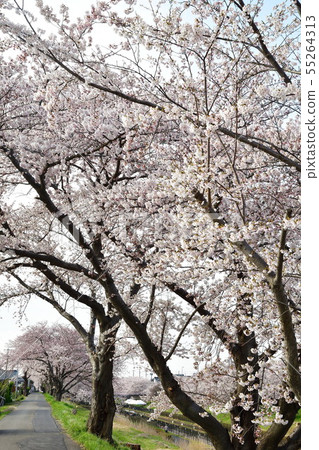 沿Nonoki長廊(新潟縣)的櫻花 沿Nonoki長廊(新潟縣)的櫻花 55264313