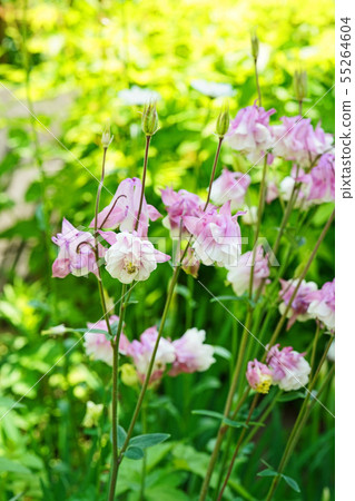 Pink and white combi is beautiful Pink and white combi is beautiful 55264604
