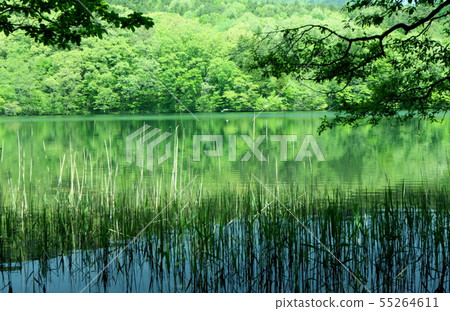 Tsuchiyu Onsen Fresh green Onuma 55264611