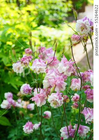 粉色和白色的組合很漂亮 粉色和白色的組合很漂亮 55264622