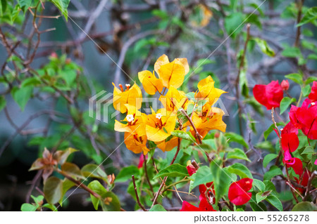 Bougainvillea flower blooming in garden blur green Bougainvillea flower blooming in garden blur green 55265278