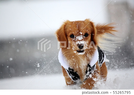 狗雪 55265795