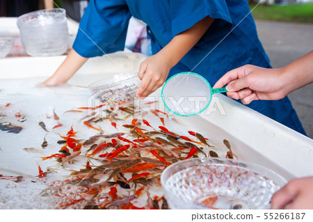 Goldfish scooping  55266187