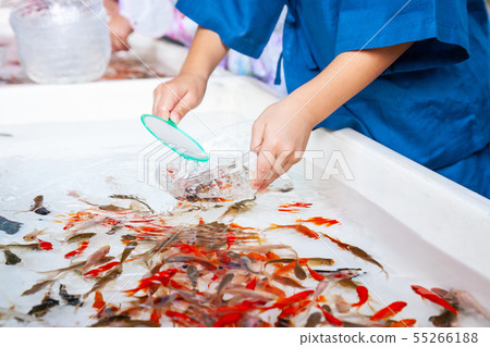 Goldfish Scooping Stock Photo