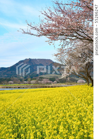 Spring Kamigatagata Park(新潟縣) Spring Kamigatagata Park(新潟縣) 55266247