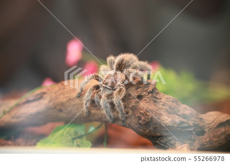 寵物蜘蛛玫瑰頭髮 寵物蜘蛛玫瑰頭髮 55266978
