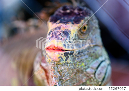Lizard Iguana,Head shot closeup of iguana. 55267037