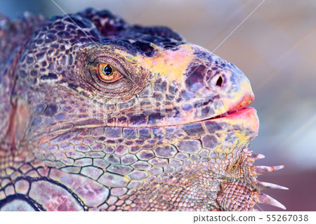 Lizard Iguana,Head shot closeup of iguana. 55267038