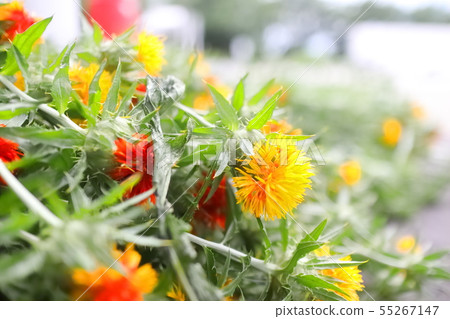 Safflower Safflower 55267147