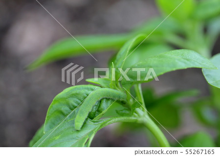 Green worm and basil Stock Photo 55267165 PIXTA