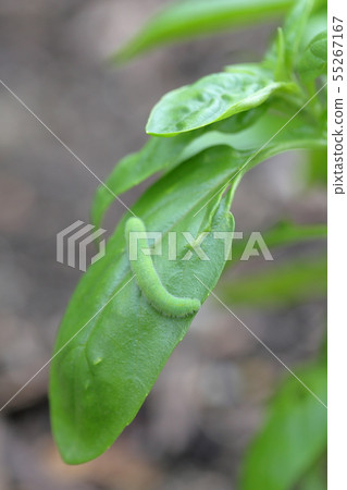 Green worm and basil Stock Photo 55267167 PIXTA