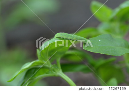 Green worm and basil Stock Photo 55267169 PIXTA