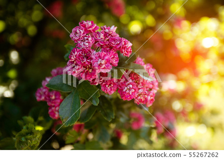 A bouquet of pink roses, blooming roses. Rose 55267262