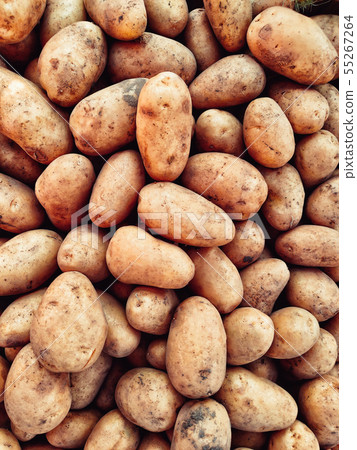 Harvested Potato Tubers Harvested Potato Tubers 55267264
