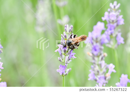 Himehara na gussetti 55267322