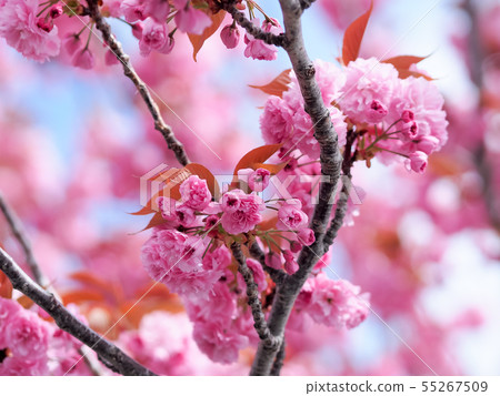 New Zealand Taupo Cherry blossoms / Prunus in Taupo, New Zealand New Zealand Taupo Cherry blossoms / Prunus in Taupo, New Zealand 55267509