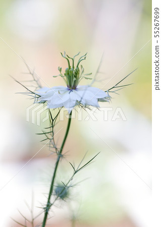 Nigella（Kurotaneso） 55267699