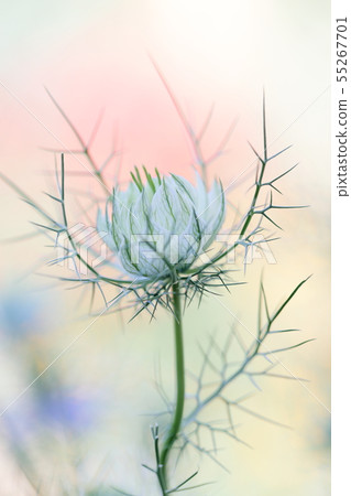 Nigella（Kurotaneso） 55267701