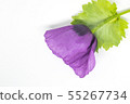 Purple poppy flower isolated on white background 55267734