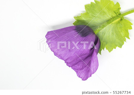Purple poppy flower isolated on white background Purple poppy flower isolated on white background 55267734