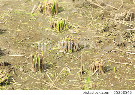 Rice field after harvesting Rice field after harvesting 55268546