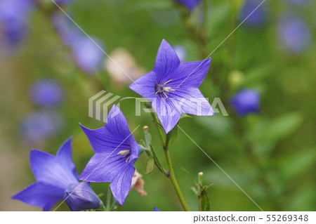 Kikyo氣球花 55269348