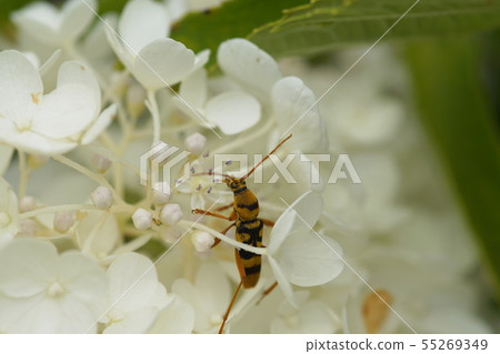 Noritsutsutsu Yotsusujitokamikiri Hydrangea paniculata Noritsutsutsu Yotsusujitokamikiri Hydrangea paniculata 55269349