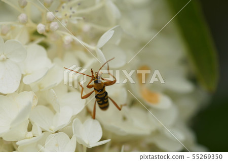 Noritsutsutsu Yotsusujitokamikiri繡球花paniculata Noritsutsutsu Yotsusujitokamikiri繡球花paniculata 55269350