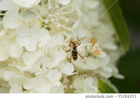 Noritsutsutsu Yotsusujitokamikiri繡球花paniculata 55269351