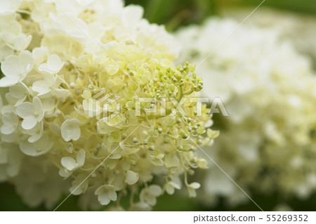 Noritsutsutsu Yotsusujitokamikiri繡球花paniculata 55269352