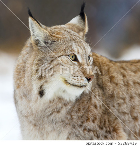 Close up of lynx in the forest 55269419