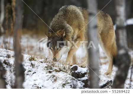 Wolf tracks prey in the winter 55269422